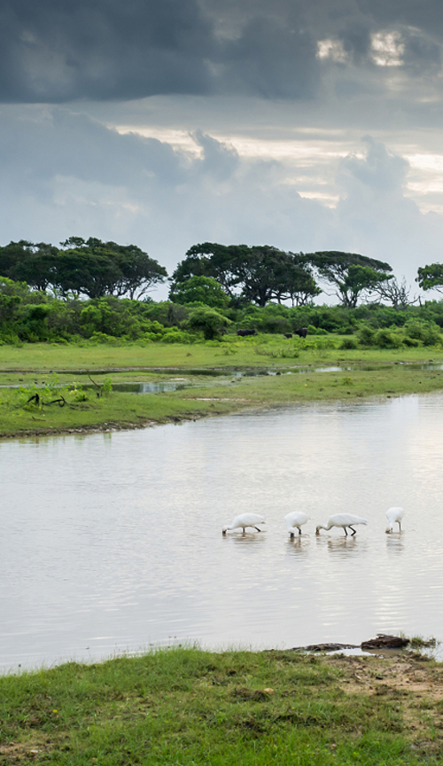 Parc-National-Yala-2