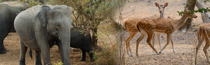 sri-lanka-wildlife-tours